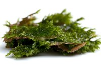 Fresh green moss growing on tree bark fragment isolated on white background, useful for terrarium decoration and natural science projects.