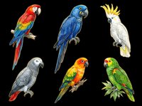 Six colorful parrot species isolated on transparent background, including macaw, cockatoo, and conure. Ready for clipart, stickers, t-shirt design, and print on demand.