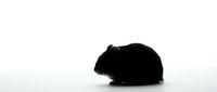 Black guinea pig in profile on white background, suitable for pet care, veterinary, and animal education materials.