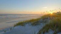 Tranquil beach sunrise with sea oats swaying in morning breeze along sandy dunes, golden sunburst on horizon creates peaceful coastal atmosphere.