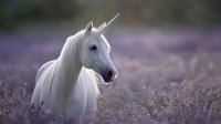 Majestic white unicorn with silver horn standing in blooming lavender field at dusk, creating magical fantasy atmosphere for fairy tale illustrations.