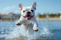 Playful French Bulldog puppy jumping through water splashes at lake, showing happy expression with tongue out. Action shot captures joyful summer moment.