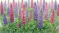 Colorful lupine flowers in pink and purple hues create vibrant garden border with green foliage for spring landscaping and botanical design projects.