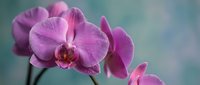 Purple orchid flowers blooming on stem against soft blurred background. Elegant tropical houseplant for interior decoration and botanical photography.