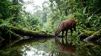 Wild deer drinking water from forest stream surrounded by lush green vegetation and fallen logs creating peaceful wildlife scene in natural habitat.