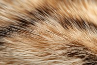Soft brown and beige animal fur texture in macro photography showing detailed hair strands and natural color variations. Suitable for backgrounds and nature designs.