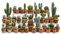 Large collection of diverse cacti and succulents in terracotta pots arranged on white background, perfect for home decor and gardening projects.