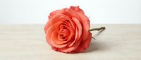 Single coral pink rose flower lying on light wooden surface against white background for romantic decoration and floral design projects.