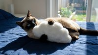 Adorable tabby cat cuddling with white plush toy on blue bedding in sunny bedroom. Cozy pet relaxation and comfort scene for home decor and lifestyle content.