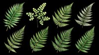 Green fern leaves collection isolated on transparent background, ready for t-shirt design, stickers, clipart, sublimation, and print on demand projects.