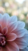 Soft pink and blue dahlia flower in close-up with dreamy bokeh background for romantic designs and floral arrangements.