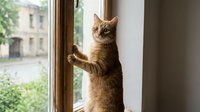 Tabby cat standing on hind legs at window, paws on glass, looking outside at street view, curious pet behavior indoors.