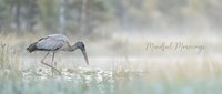 Sacred ibis bird wading through shallow wetland waters during golden hour sunrise, creating peaceful nature scene for mindful morning meditation.