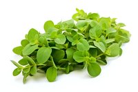Fresh organic marjoram leaves and sprigs isolated on white background, perfect for culinary, cooking, and food photography projects, aromatic herb close-up.
