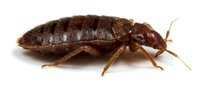 Bed bug isolated on white background, close-up view of parasitic insect for pest control and educational materials.