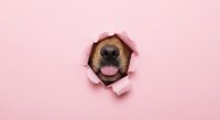 Adorable dog peeking through torn pink paper hole with tongue out, playful pet portrait for greeting cards and social media content.