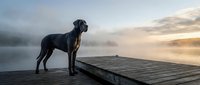 Black dog standing on wooden dock at misty lake during golden hour sunrise creating peaceful morning atmosphere for outdoor lifestyle content.