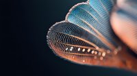 Extreme macro photography of delicate feather structure showing intricate barbs and barbules with water droplets in blue and copper tones against dark background.