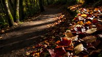Autumn forest path covered with fallen leaves in warm golden and red tones, ideal for seasonal and nature-themed designs.