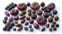 Assorted purple heirloom tomatoes and cherry tomatoes arranged on white background. Fresh organic vegetables for healthy cooking and farm-to-table cuisine.