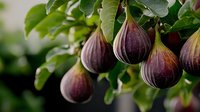 Fresh ripe purple figs hanging on tree branch with green leaves in natural sunlight, selective focus creates soft dreamy background for food photography.