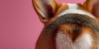 Close-up view of corgi dog ears and back of head against pink background, showcasing distinctive fur pattern and coloration.