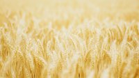 Golden wheat field in soft sunlight creates dreamy agricultural landscape with ripe cereal crop stalks swaying in breeze, natural farming background for harvest season.