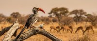 African hornbill bird perched on dead tree branch in savanna landscape with acacia trees and grazing antelopes during golden hour sunset wildlife photography.