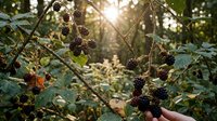 Wild blackberries ripening on thorny branches in natural forest setting with warm sunlight filtering through leaves creating golden hour atmosphere.
