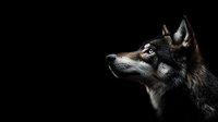 Dramatic side profile portrait of gray wolf with piercing eyes against black background, showing majestic wild animal nature in dark atmospheric lighting.
