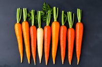 Fresh organic carrots with green tops arranged in row on dark background, variation in natural orange and yellow colors showing farm produce diversity.