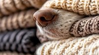 Close-up of dog nose peeking through cozy knitted blankets or sweaters, showing warmth and comfort in winter season.