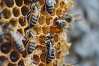 Honey bees working on golden honeycomb cells in macro view, showing natural beekeeping process and colony teamwork in producing honey and maintaining hive structure.