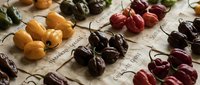 Assorted dried chili peppers arranged on vintage paper with handwritten labels showcasing variety of hot peppers for culinary spice collection cooking ingredients.