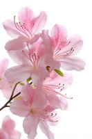Delicate pink azalea flowers in full bloom with visible stamens and pistils isolated on white background for spring garden and floral design projects.