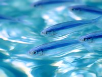 Small silver fish swimming in clear turquoise water, creating rippling patterns. Close-up view shows translucent scales and delicate fins in natural aquatic environment.