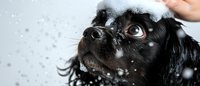 Small black dog getting bath with soap bubbles and water droplets on face showing surprised expression during grooming session.