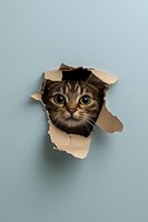 Tabby cat peeking through torn cardboard hole on blue background, playful pet concept for advertising, greeting cards, and social media content.