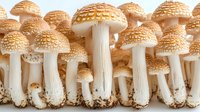 Honey brown mushrooms with textured caps and white stems growing in row formation against white background, isolated food photography for culinary design.