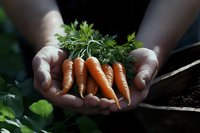 Freshly harvested organic carrots with green tops held in farmer's hands against dark soil background, showcasing homegrown vegetables and sustainable agriculture.