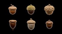 Six detailed acorns with caps isolated on transparent background, ready for fall clipart, stickers, t-shirt design, print on demand, and sublimation projects.