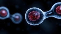Cell division and mitosis process with red nucleus and transparent membrane against dark background, suitable for medical education and scientific presentations.