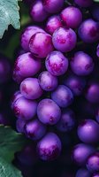 Fresh purple grapes with water drops on dark background, macro shot showing detailed texture and natural bloom on fruit surface. Suitable for wine and food industry.