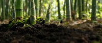 Lush forest floor with moss-covered tree trunks and rich soil in dense woodland environment, suitable for nature, ecology, and environmental conservation projects.