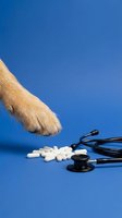 Animal paw reaching toward stethoscope and white pills on blue background, representing veterinary medicine, pet healthcare, and animal treatment services.
