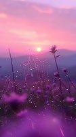 Morning dew drops on spider web glisten at sunrise, creating magical atmosphere with wildflowers silhouettes against purple and pink sky background.