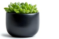 Vibrant green succulent plant in modern matte black ceramic pot isolated on white background, minimalist home decor and interior design element.