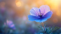 Delicate blue anemone flower with purple tones against blurred golden bokeh background, creating dreamy atmosphere for nature photography and floral designs.