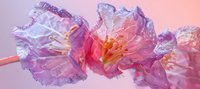 Delicate pink carnations with water droplets in soft morning light against pastel background, creating dreamy romantic atmosphere for wedding and floral designs.