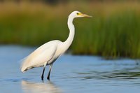 Majestic white egret standing in calm blue water against blurred natural background of green marsh grasses, displaying elegant profile and distinctive yellow beak.